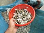 মাছের পোনা বিক্রি