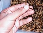 মাদার / বীজ লার্ভা (beetle Worm Mother)
