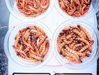মাদার বিটল বিক্রি – Mealworm & Superworm Farming 🐞