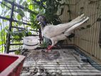 মাদি গিরিবাজ কবুতর