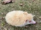 মাদি হেজহগ (femal Hedgehog) বিক্রয়