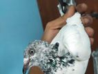 মাদি কবুতর