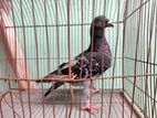 মাক্সি নর এডাল্ট + গিরিবাজ
