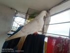 মাক্সি রেচার নর/কাদজি মাদি রানিং