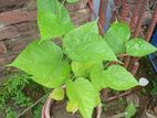 মালবেরি গাছ/ Mulberry plant