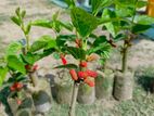 মালবেরি গাছের চারা
