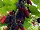 মালবেরি মিষ্টি পাকা ফল