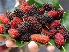 মালবেরি ফল সহ Mulberry plant