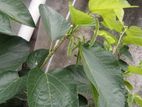 মালবেরী