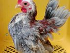 Chicken For Sale