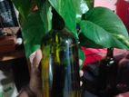 মানি প্লেন্ট সাথে কাচের বতোল দেওয়া হবে।