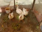 হাস বিক্রি