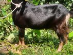 মাশাআল্লাহ কোয়ালিটির ক্রস ছাগী