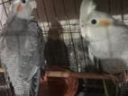 Pet Sell