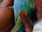 Bird For Sale
