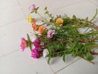 মাশরোজ