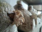 মাশরুম স্পন বীজ Mushroom Spawn