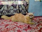 Cat for sell