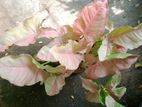 মাটির পট সহ সিংগেনিয়াম
