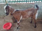goat for sell