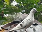 মায়া গ্রিবাজ কবুতর