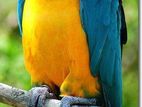 Macaw Bird 🐦