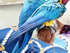 Macaw