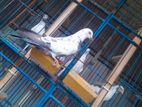 Madrashi pigeon for sell