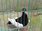 Magpie Pigeon Male ( ম্যাগপাই কবুতর নর)