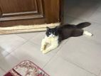 Male Persian Cat