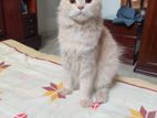 Maincoon & Persian Cross Breed Kitten For Sell (fawn)