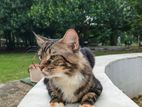 Maincoon Cat For Sell - Mix Breed