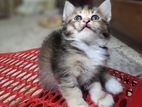 maine coon cat baby female