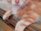 Maine Coon Male Kitten😽