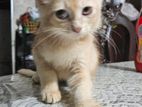 maine coon mixed baby cat