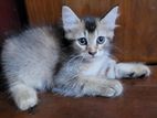 maine coon mixed female baby cat