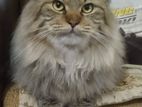 Mainecoon cross traditional persian for sale