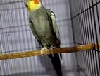 Male Adult Cockatiel For Sell