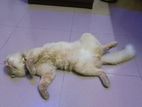 Male Adult Percian Cat