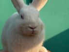 Male Adult Rabbits For sell