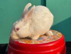 Male Adult Rabbits For sell