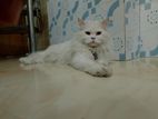 Male Adult Traditional Persian cat sell.
