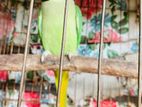 Male Alexander parrot sell hobe.