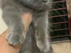 Male and female cat