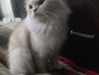 Male & Female Persian Cat