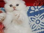 Male and Female persian kitten