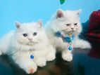 Male And Female Persian Kittens For Sale (separately, 6500+8500)