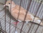 Male Australian Dove...