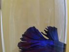 Male Betta Fish