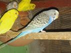 Male Budgerigar Sell post